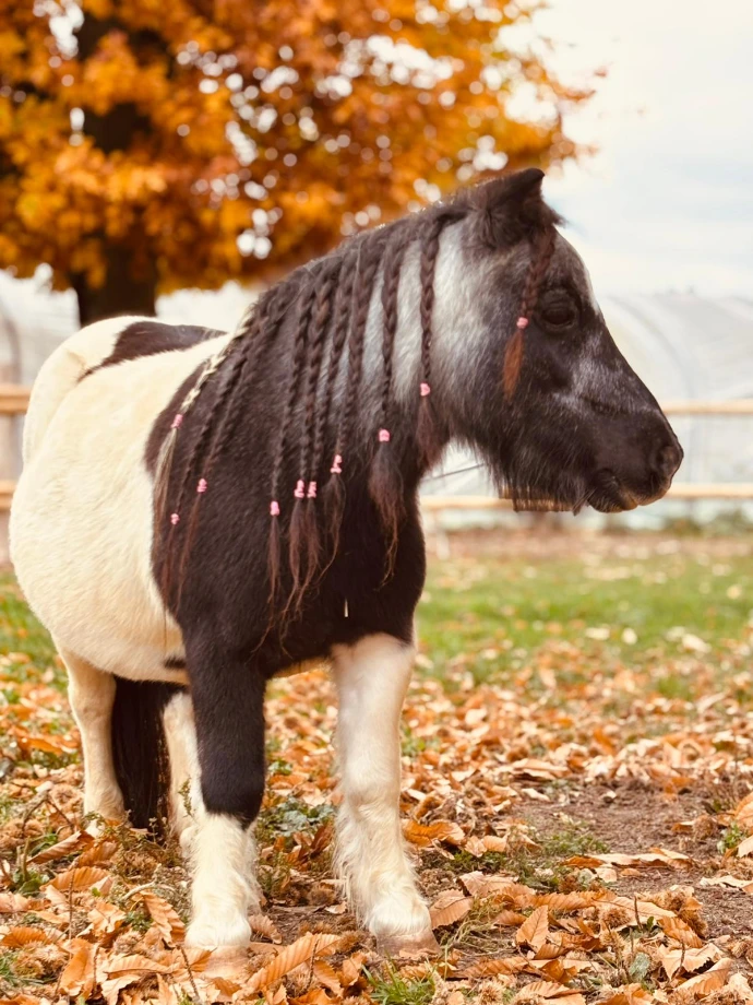 Lolita